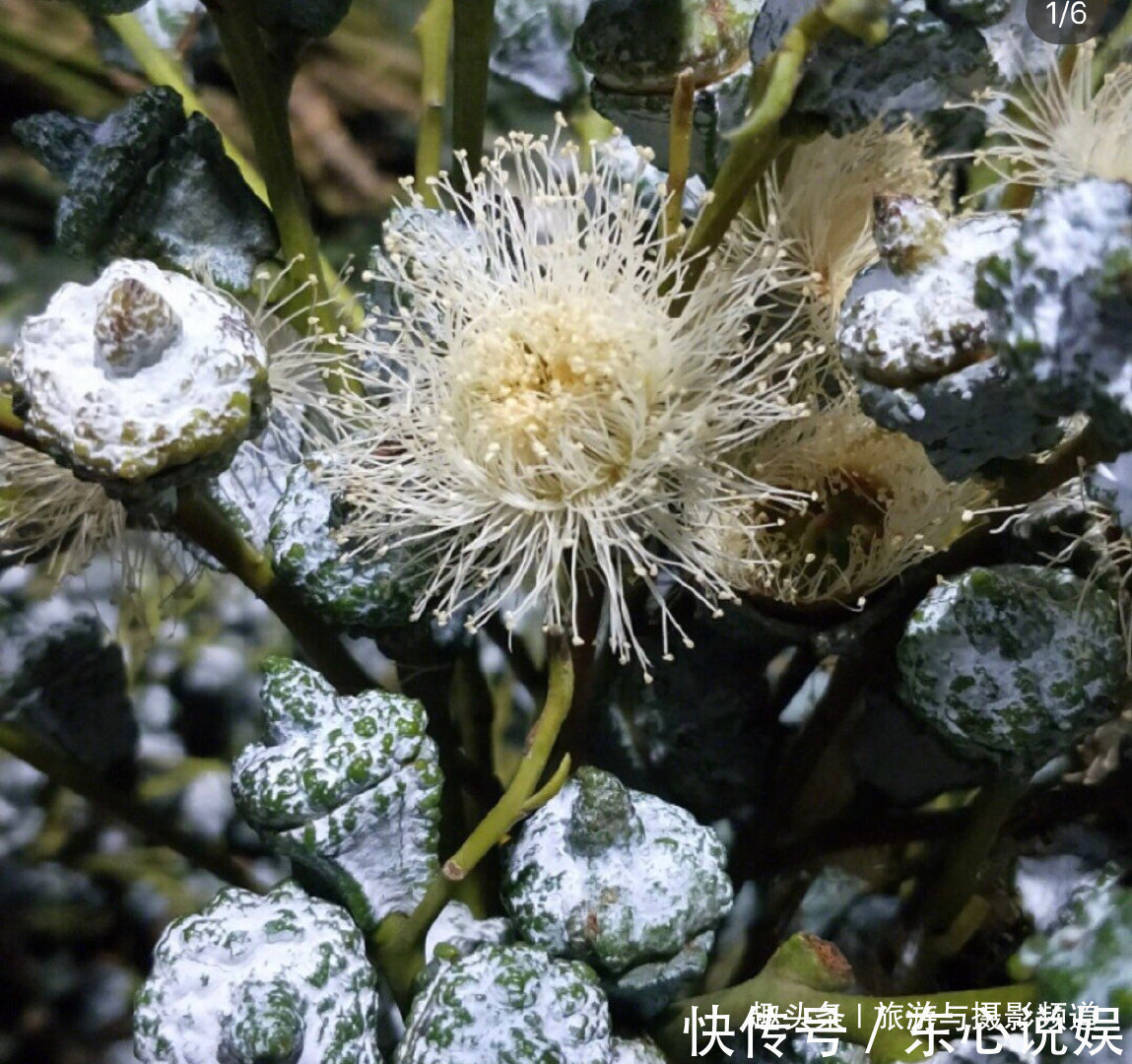 高级感|世界上最神奇的树！先结果后开花还不会枯萎！见到的人会幸福