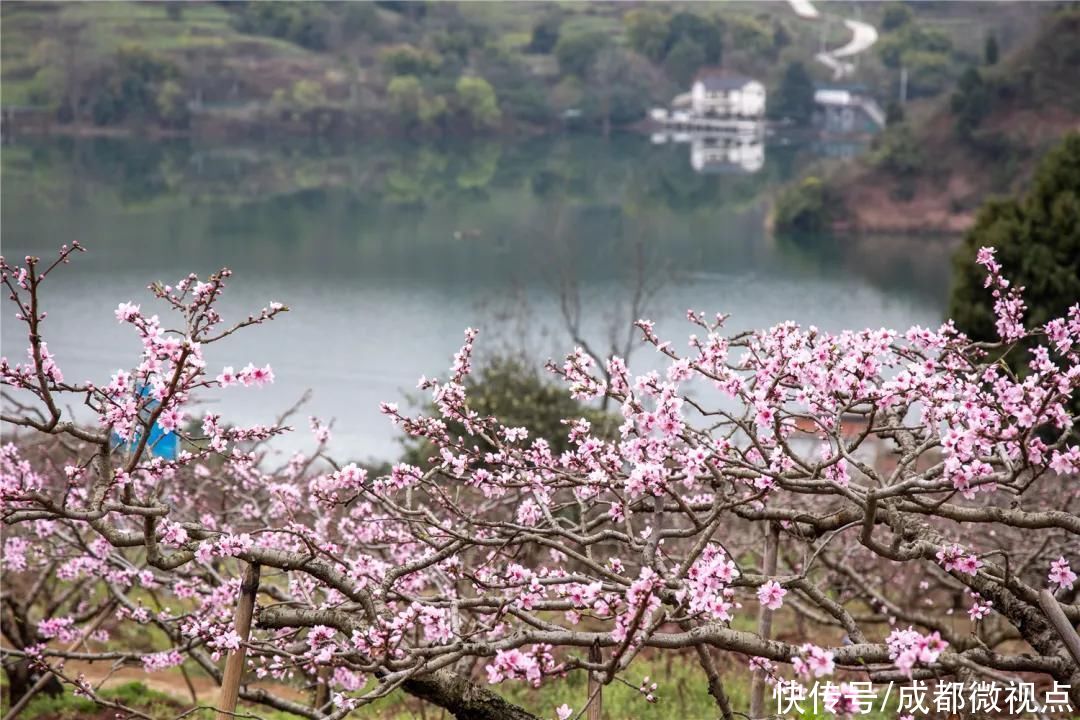 龙泉山第一波春花，来赏