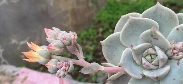 多肉开花就死剪除“花枝”先别扔,“整齐”插土里,继续爆小崽