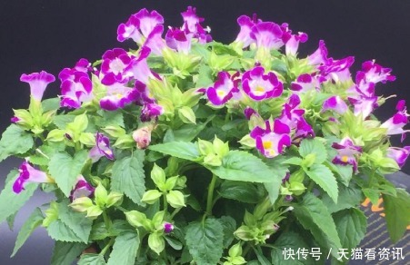 家里就养“2种花”，耐旱又耐晒，花开就爆盆，漂亮又好养！