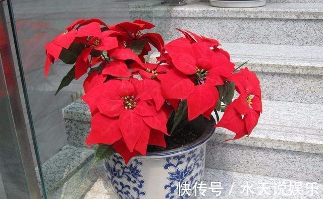 花卉|影响健康的“3种花”，不要养家里，虽然漂亮，但“花旺人不旺”