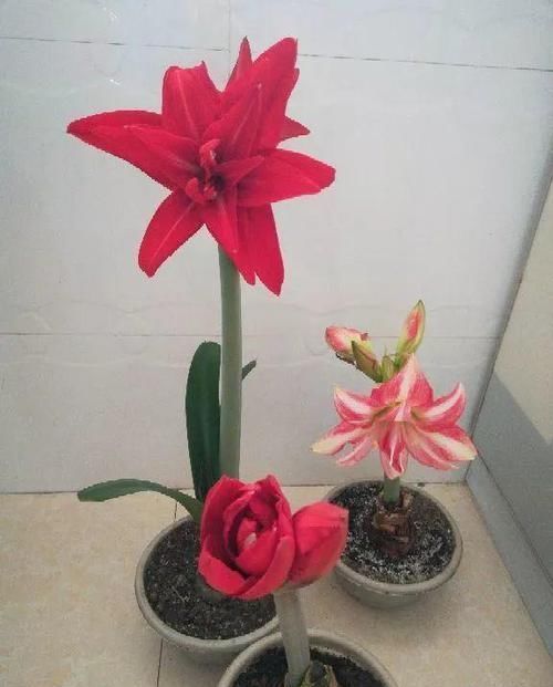 4种不同风格的花,谁见了都爱养,各有各的气质