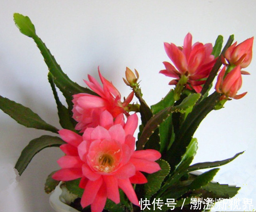 令箭荷花|好养又漂亮的四种花，20元钱买三盆，比牡丹好看，味香又养眼