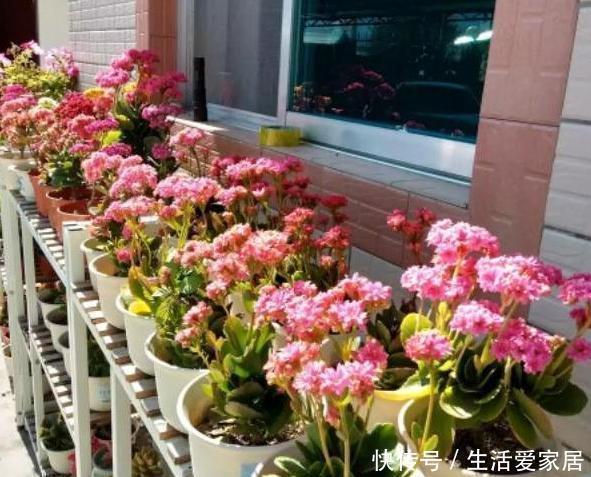养花|养花高手盆栽花草存在这3坏习惯要趁早改,迟了植物就遭殃