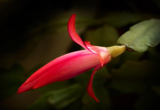 想让蟹爪兰花开不谢,掌握3个小秘密,花期能达100天