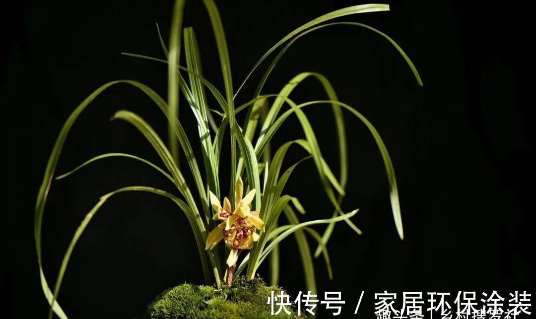 养分|兰花什么时候可翻盆？兰友：妙处多多，掌握技巧随时都能翻盆