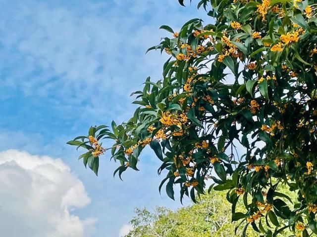 八月桂花香|终于!普陀人都在等的桂花，开了