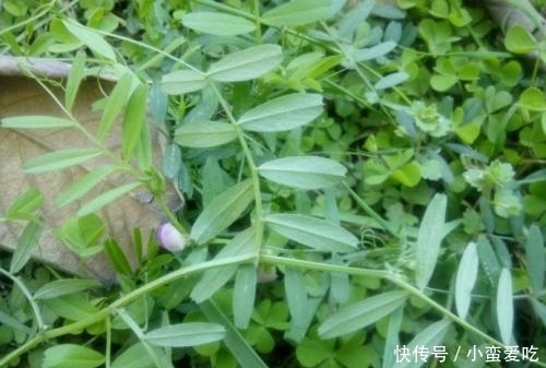 救命|农村常见的一种野豆子,在过去是救命食物,如今非常值钱!
