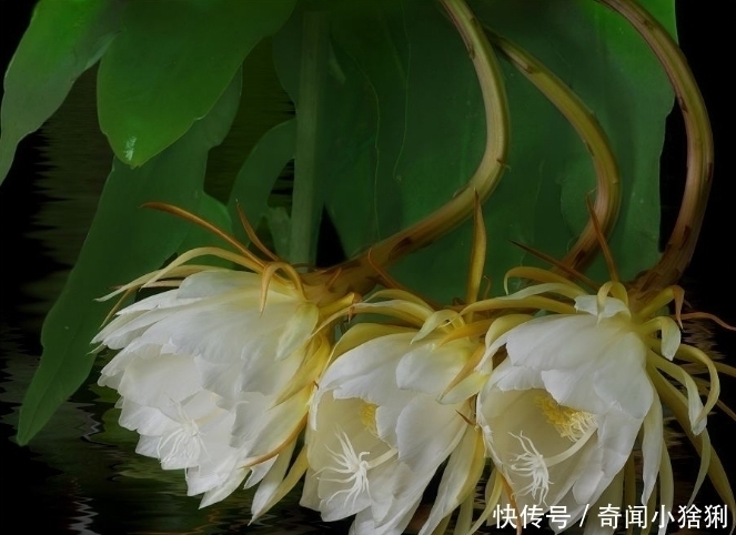 世界上最美的5种花,有1种极其少见,每一种都美到窒息