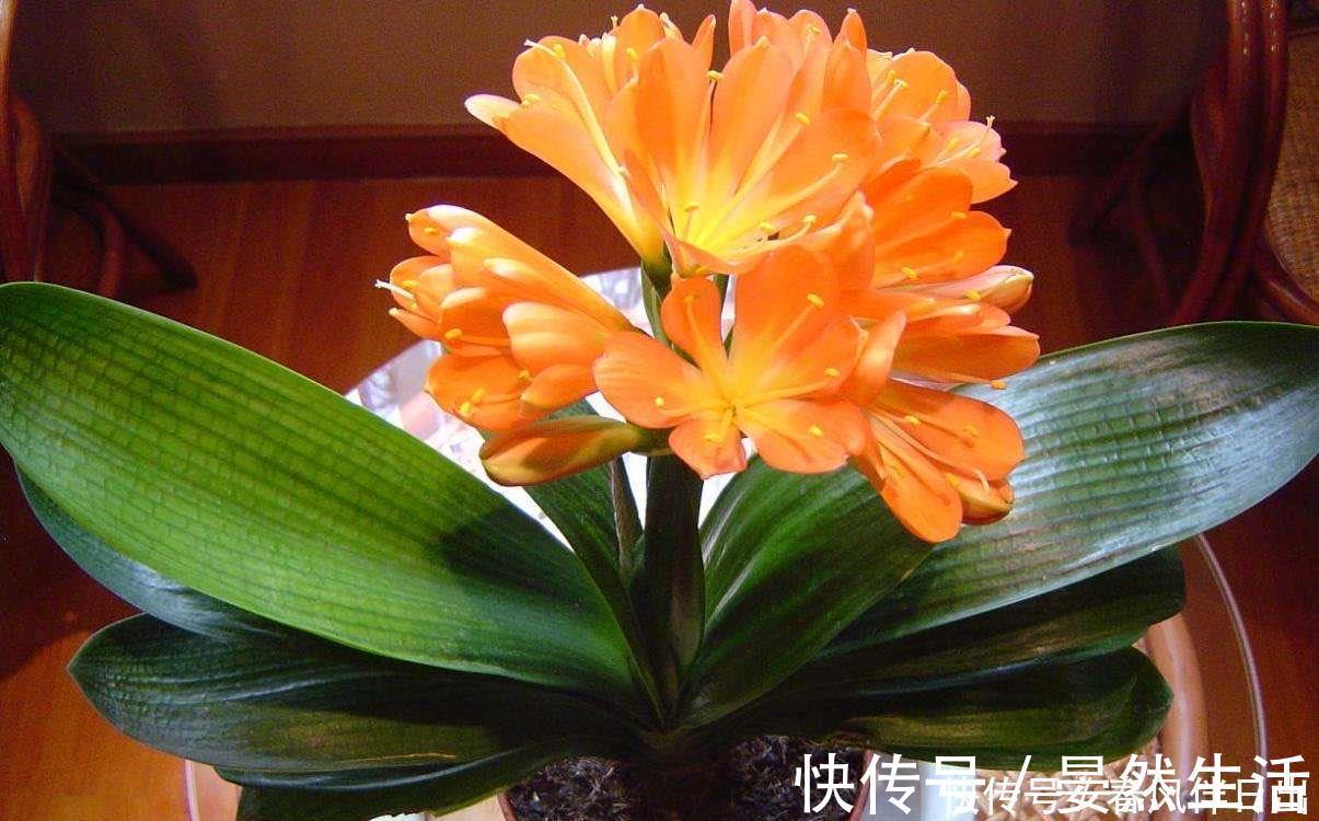 君子兰到了冬季，做到一点，叶子长得快，开花红艳艳