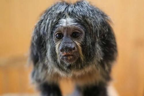 最潮流发型，你pick哪一个？