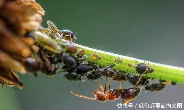 黑夜|蚂蚁站在水中,水站在火焰中,黑夜填满眼睛的口袋,本诗意味深长