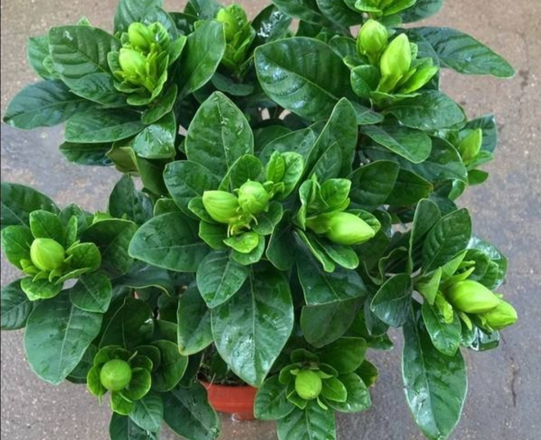 家里养栀子花，常用“2种肥水”，叶子浓绿、开花又多