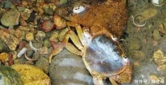 价值|农村十大野味排名，个个价值不菲，排名第一的可能已经吃不到了