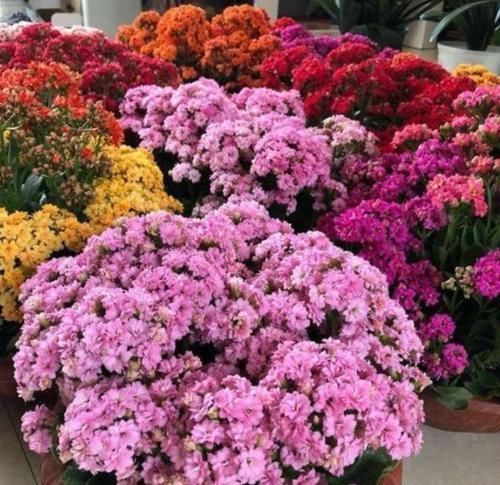 薄荷|阳台适合养的3种花,个个是爆花王,轻松开成花园