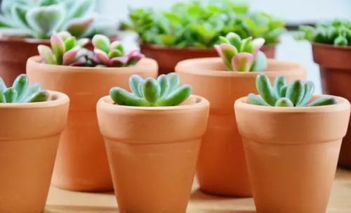 碰到这几种情况，多肉别浇水了！多浇一点就死翘翘