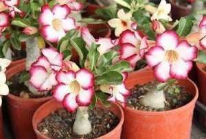 养花用果皮,直接扔盆里,7天长新芽,不怕养不活