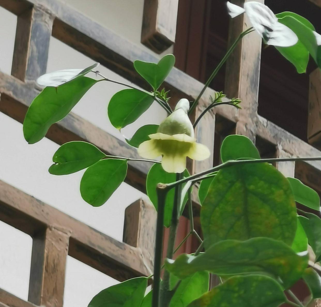 养好幸福树，关键有2点，叶子绿油油枝干壮实开花满枝