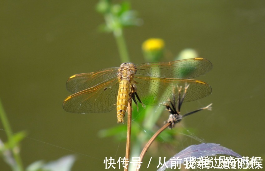 生肖|夫妻中有一个属这三个生肖，一生平安大富大贵，孩子也孝顺