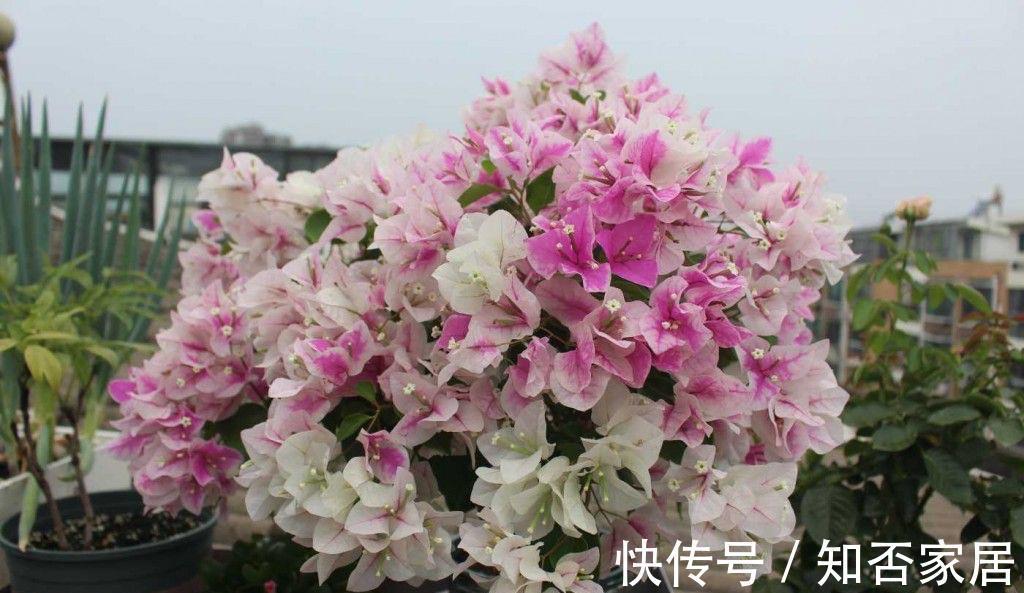 阳台上|4种花耐旱耐高温,花漂亮很好养,不用怎么管也长势很旺