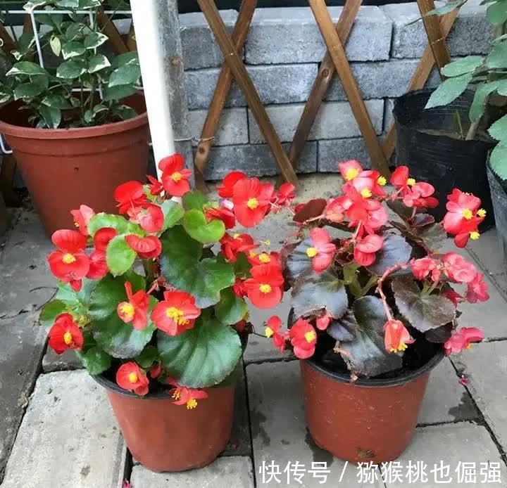 家里养盆四季海棠,一年可以开三次花,花期长达200天