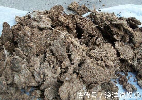 盆栽韭菜怎么养土里加点“料”，叶子宽又绿，采收一茬又一茬