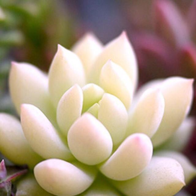 养多肉最怕掉坑里,这6个问题犯一个,多肉都会死翘翘