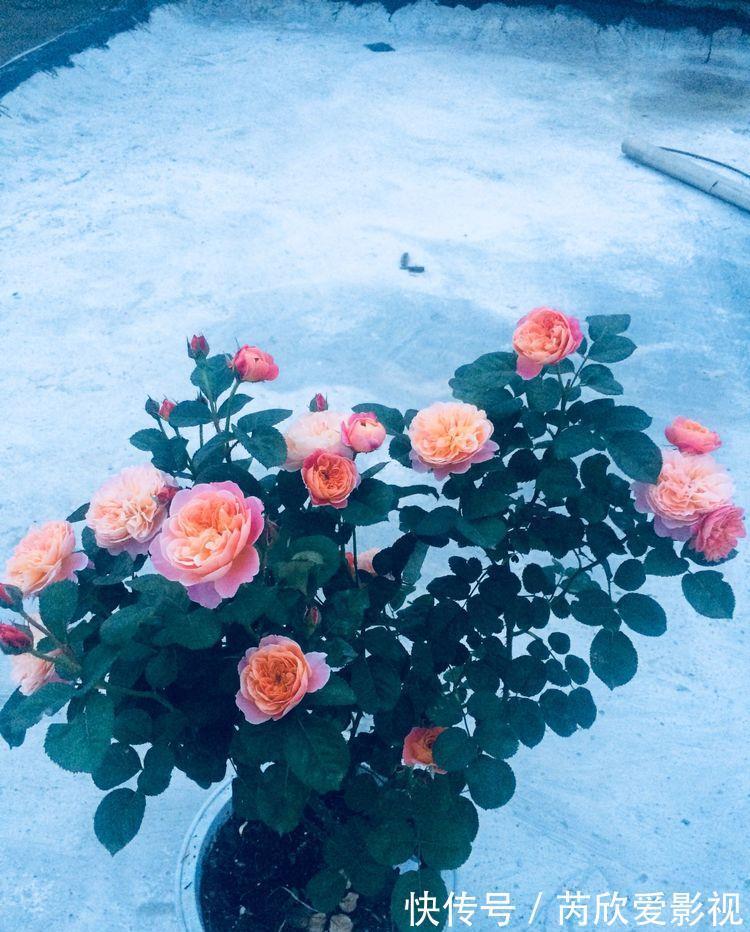 喜欢玫瑰，就养“高档玫瑰”探索者，花开层层浪漫，梦幻惹人爱