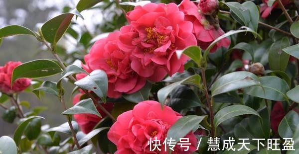 月季|放弃月季吧,此花浇水就能活,赛过牡丹,抗旱又扛冻