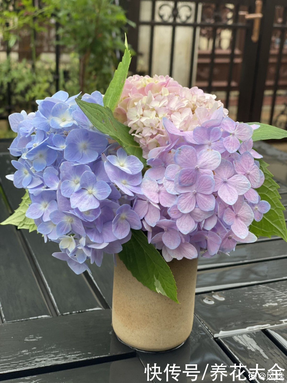 多肉|养花8年，总结出6个“坑”，早看早避开