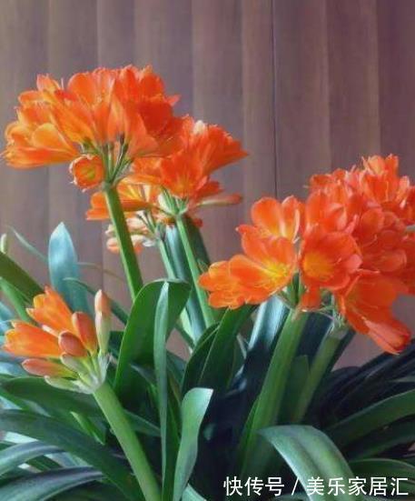 公认难养的3种花,老花匠都后悔了,买一盆死一盆,新手慎养