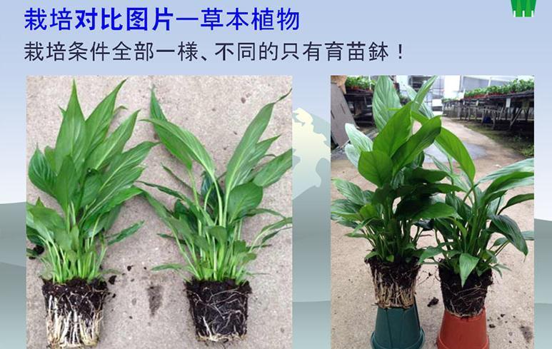 什么样的花盆才是靠谱的好花盆