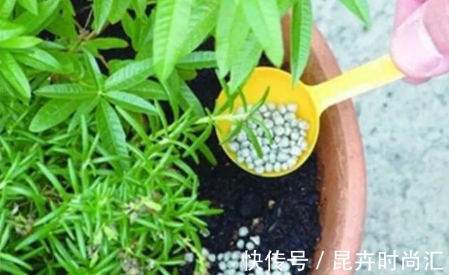 施肥|喜欢养花,先戒掉7个坏习惯,不然啥花也养不好,你占了几个?