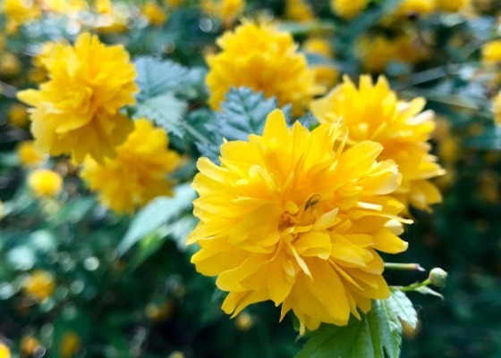 花卉|此花金花满枝，高贵雅致，被认为最有观赏价值的花卉，象征着高贵