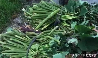 温润性|农村的这四种常见野菜,都是农村人的美食,城市人很难吃到了!