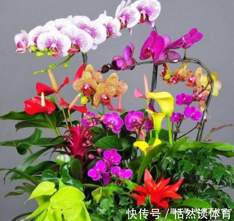 生命力|4种花养家里,福旺运旺财更旺,不用费心,就能长的特别好