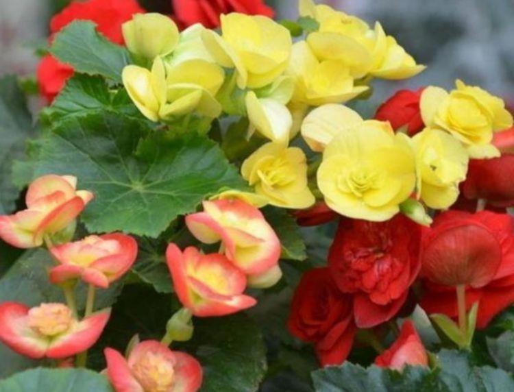 4种花深受花友的喜欢，好养漂亮花期长，入手不后悔