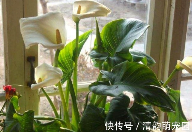 养花需要酸性土?这么一处理,好似变戏法,马上就有了