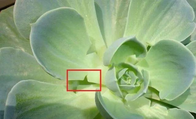 多肉植物盆栽：这种多肉越浇水越丑，不浇水反而胖成球