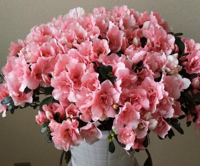 养杜鹃花,现在做“2件小事”,到了春节就开花,叶茂盛花苞多