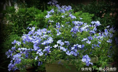 3种漂亮花,皮实又好养,被称作“开花机器”,花期长香味浓!