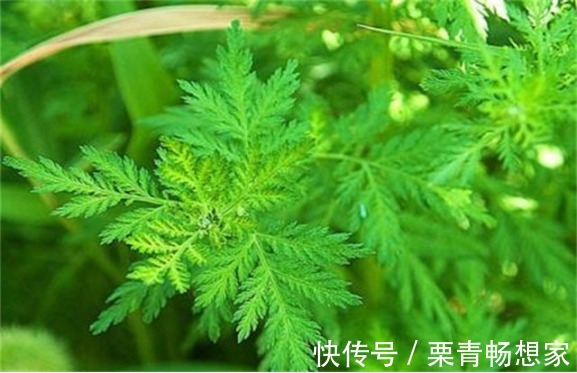 马齿苋|10种野菜辨别图，遇见了记得摘回家，再不摘点尝尝，下个月就老了