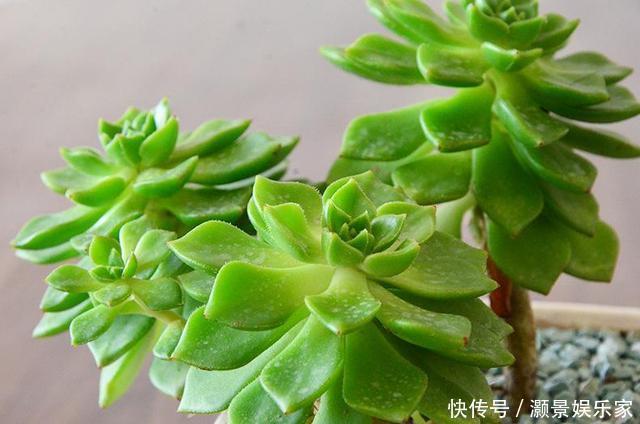 光照|多肉“蒂亚”还在充白菜3个小技巧,浑身红彤彤,颜色最耀眼