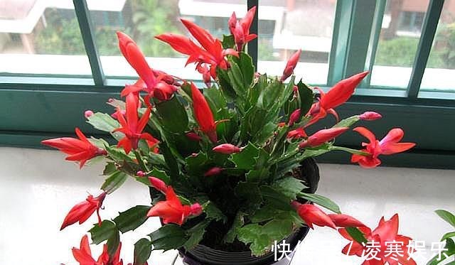 没嫁接的蟹爪兰,移栽有“讲究”,做好第一步,后期养护才简单