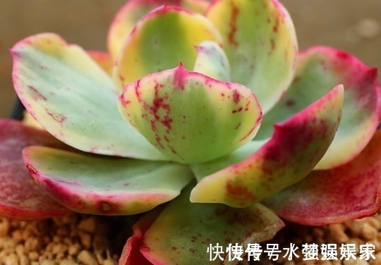 景天|最好养的这些多肉植物,越懒越心动,养开后超好看