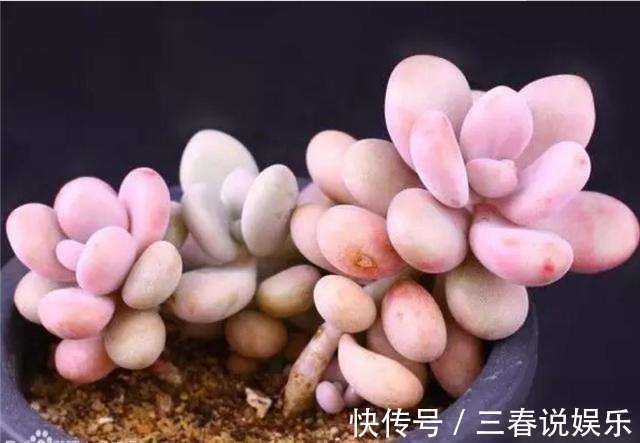 阴凉处|9月开始,养桃蛋“牢记”2个字,半年养的“胖嘟嘟”,萌化了