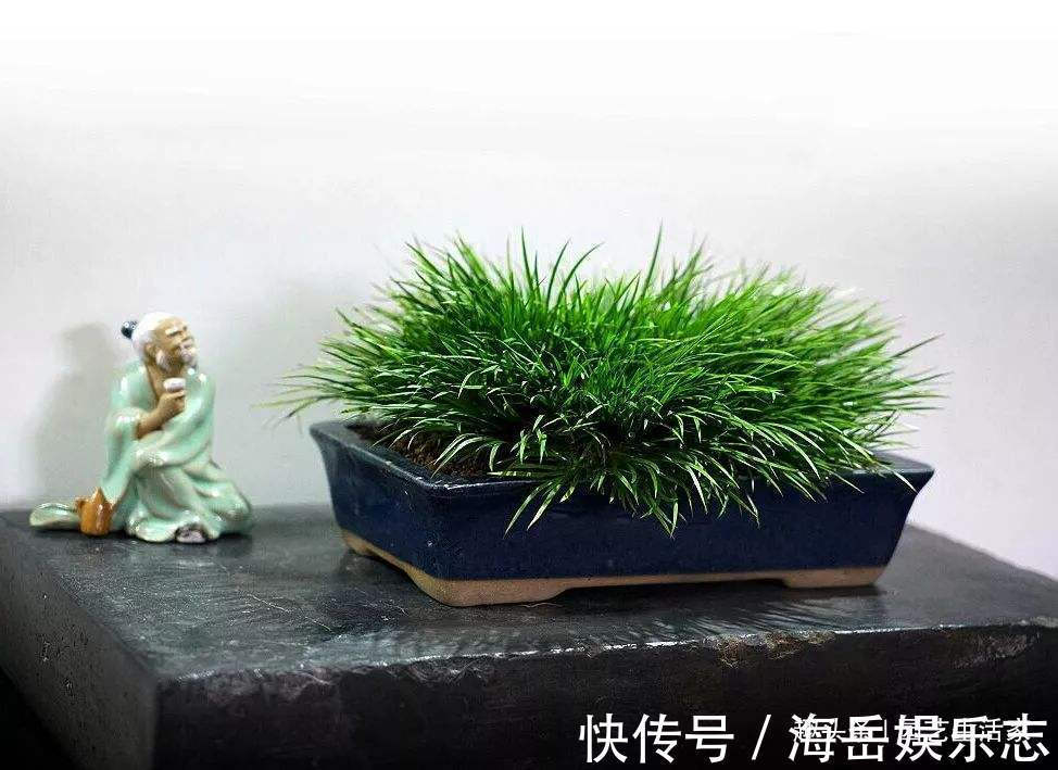 客厅养花,懂行的人会避开4种花不养,看看你家养了哪几种