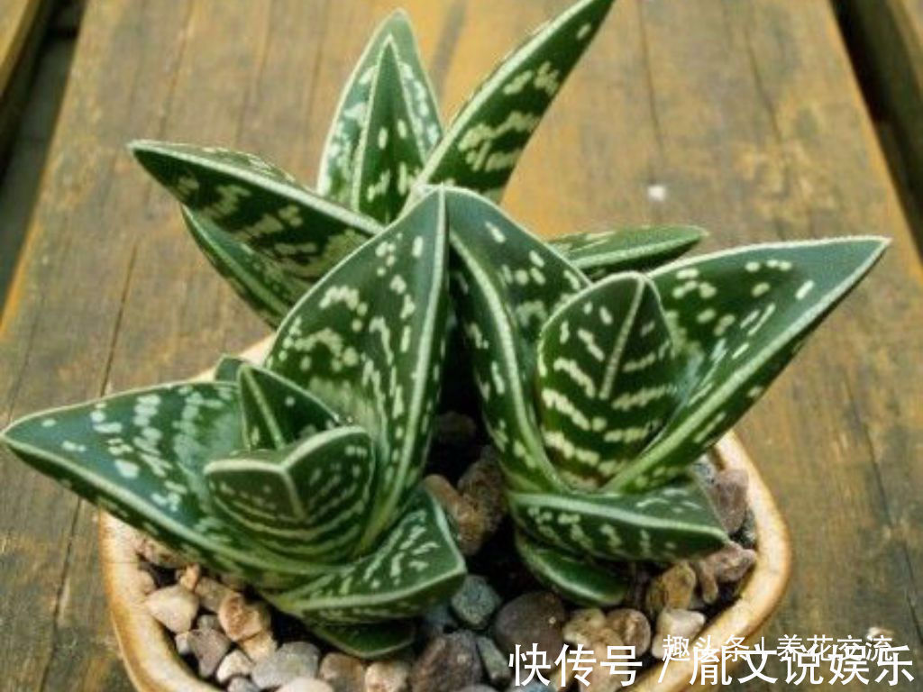 这种芦荟容易开花，叶子有蛇皮般的纹理，耐旱耐阴，为啥还能养死