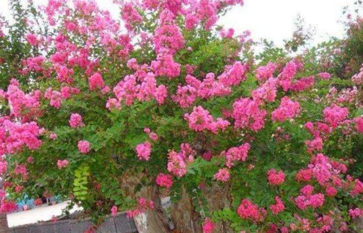 此4种花,芳香素雅,绿叶白花,格外清丽可爱,入手不亏