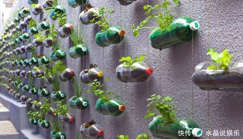 生根|矿泉水瓶有“大作用”,10个“用法”最经典,可以种豆芽、养花